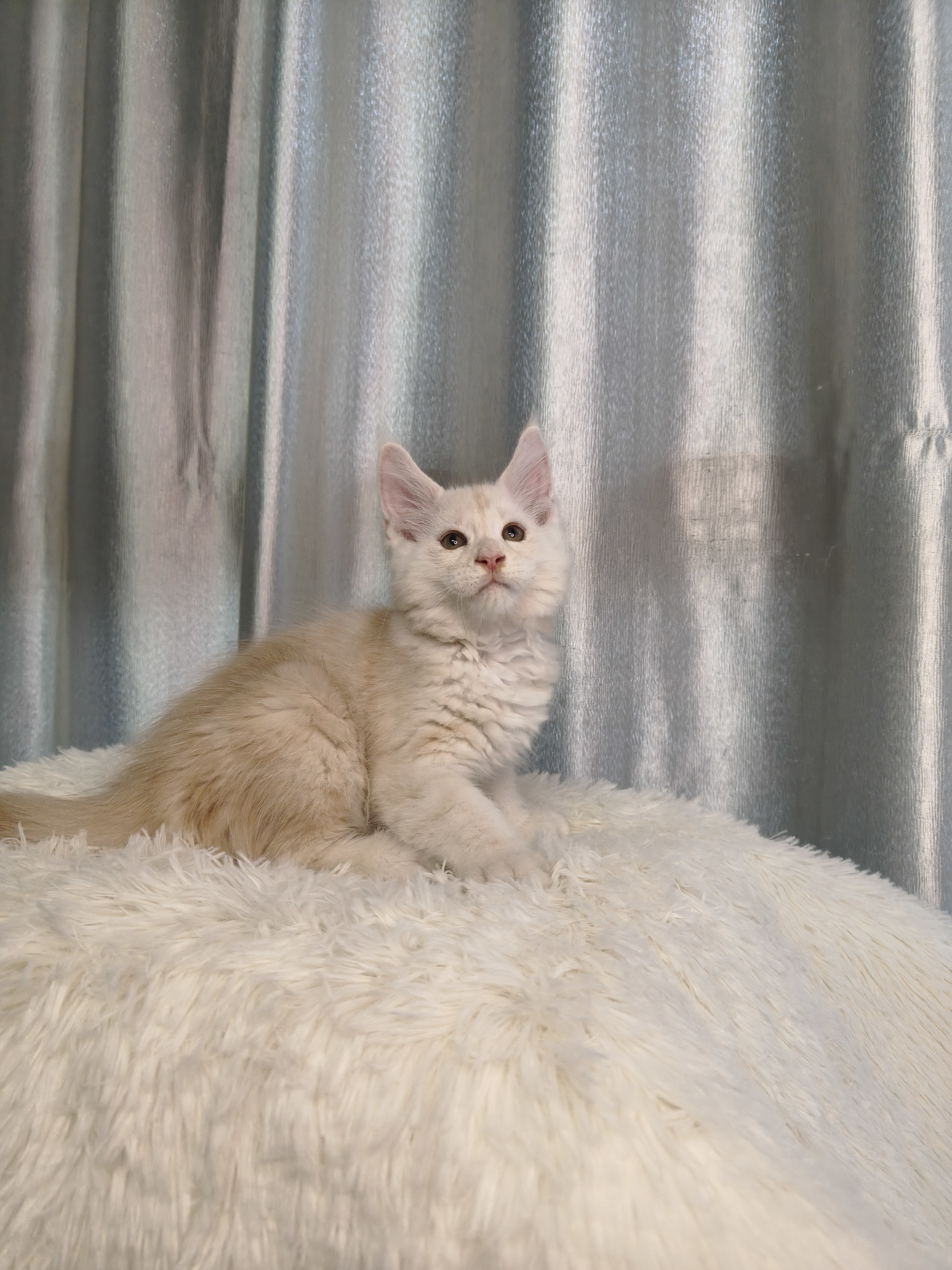 缅因猫